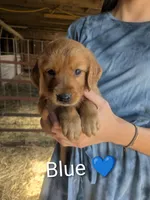 Blue, a male Golden Retriever for sale in Rock Valley, IA – 1 of 2