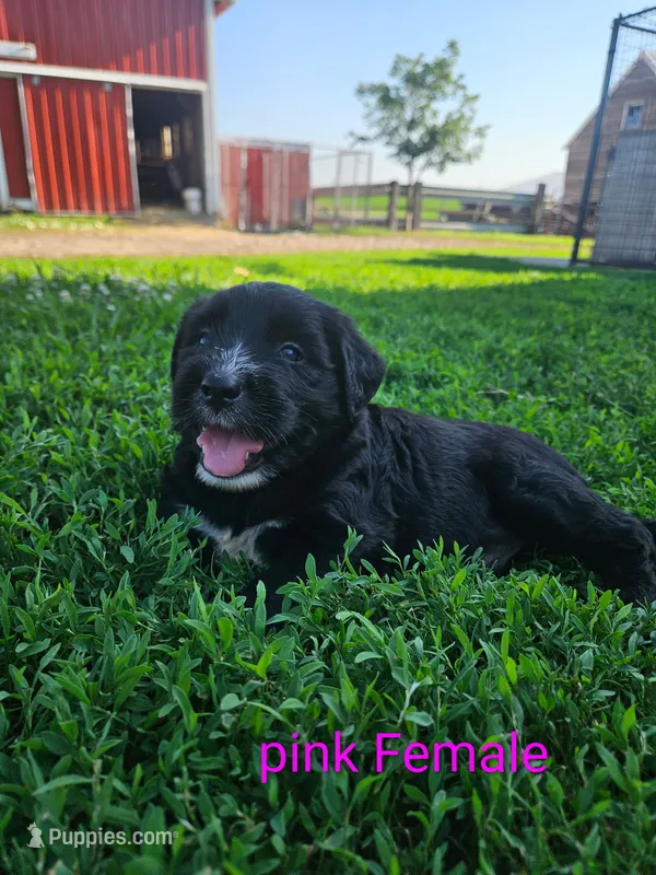 Pink Female – Old English Sheepdog, Golden Retriever puppy for sale in Rock Valley, IA