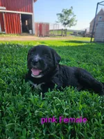 Pink Female, a female Old English Sheepdog and Golden Retriever for sale in Rock Valley, IA – 1 of 2