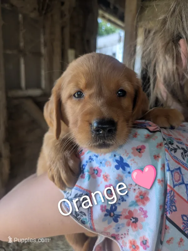 Orange – Golden Retriever puppy for sale in Rock Valley, IA