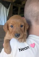 Neon, a female Golden Retriever for sale in Rock Valley, IA – 2 of 3