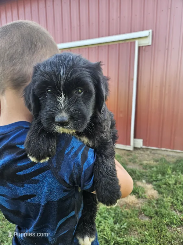 Brown Female – Old English Sheepdog, Golden Retriever puppy for sale in Rock Valley, IA
