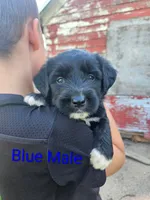 Blue Male, a male Old English Sheepdog and Golden Retriever for sale in Rock Valley, IA – 1 of 1