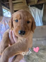 Pink, a female Golden Retriever for sale in Rock Valley, IA – 2 of 2