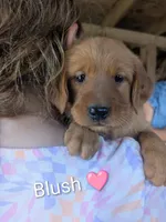 Blush, a female Golden Retriever for sale in Rock Valley, IA – 1 of 2