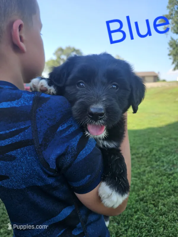 Blue Male – Old English Sheepdog, Golden Retriever puppy for sale in Rock Valley, IA