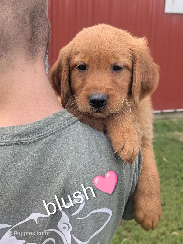 Blush – Golden Retriever puppy for sale in Rock Valley, IA