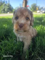 Cider, a male Cockapoo for sale in Chewelah, WA – 3 of 3