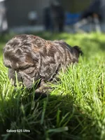 Max, a male Cockapoo for sale in Chewelah, WA – 4 of 6