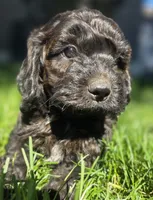 Max, a male Cockapoo for sale in Chewelah, WA – 5 of 6