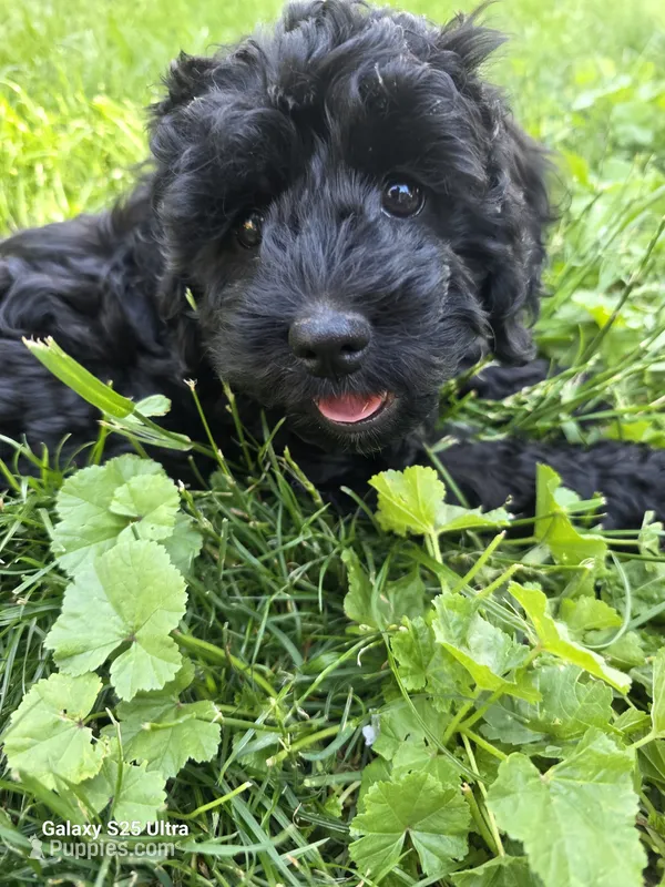 Daisy – Cockapoo puppy for sale in Chewelah, WA