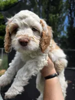 Ruby, a female Cockapoo for sale in Chewelah, WA – 3 of 5