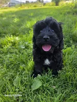 Daisy, a female Cockapoo for sale in Chewelah, WA – 2 of 3
