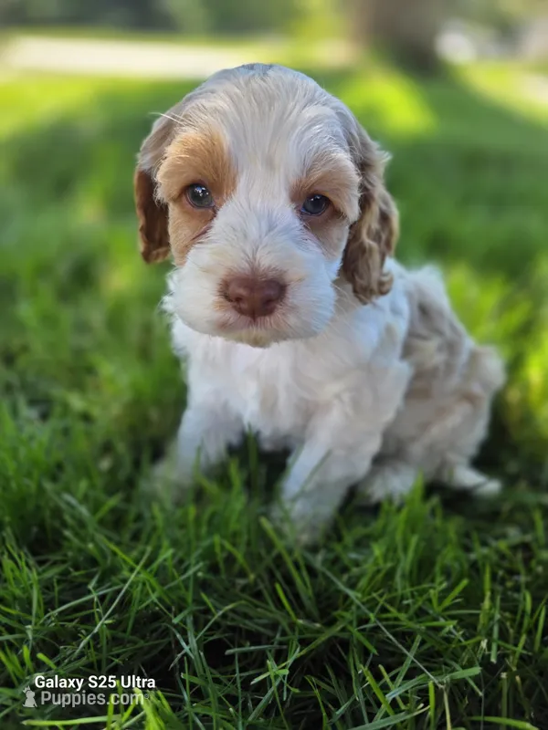 Poppy, a female Cockapoo for sale in Chewelah, WA – 1 of 3