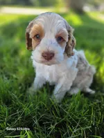 Poppy, a female Cockapoo for sale in Chewelah, WA – 3 of 4