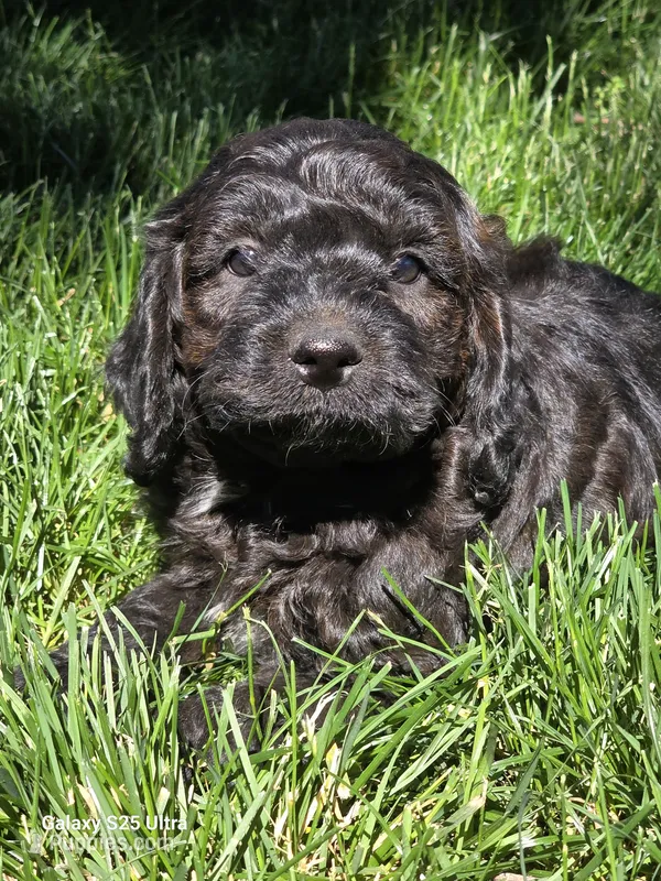 Max – Cockapoo puppy for sale in Chewelah, WA