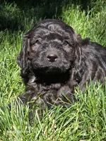 Max, a male Cockapoo for sale in Chewelah, WA – 1 of 6