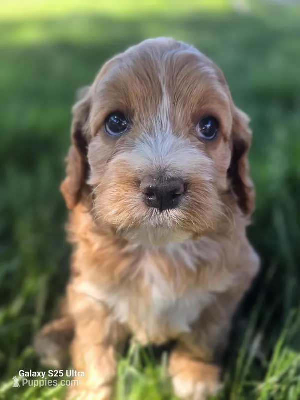 Winnie – Cockapoo puppy for sale in Chewelah, WA