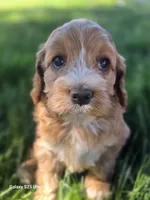 Winnie, a female Cockapoo for sale in Chewelah, WA – 1 of 4