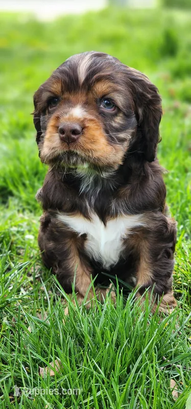 Joey, a male Cocker Spaniel for sale in Chewelah, WA – Photo 1 of 3