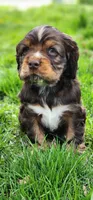 Joey, a male Cocker Spaniel for sale in Chewelah, WA – Photo 1 of 3