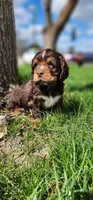 Joey, a male Cocker Spaniel for sale in Chewelah, WA – Photo 3 of 3