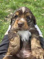 Joey, a male Cocker Spaniel for sale in Chewelah, WA – Photo 2 of 3