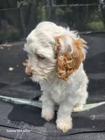 Ruby, a female Cockapoo for sale in Chewelah, WA – 5 of 5