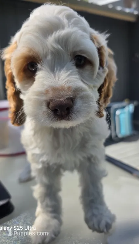 Ruby – Cockapoo puppy for sale in Chewelah, WA