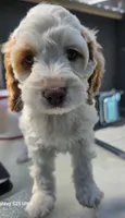 Ruby, a female Cockapoo for sale in Chewelah, WA – 1 of 5