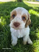 Poppy, a female Cockapoo for sale in Chewelah, WA – 2 of 4