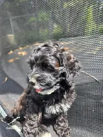 Hazel, a female Cockapoo for sale in Chewelah, WA – 3 of 4