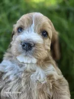 Winnie, a female Cockapoo for sale in Chewelah, WA – 3 of 4