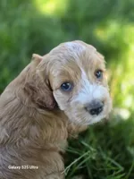 Winnie, a female Cockapoo for sale in Chewelah, WA – 4 of 4