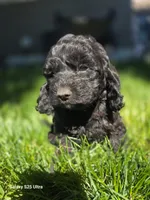 Jelly bean, a female Cockapoo for sale in Chewelah, WA – 2 of 3