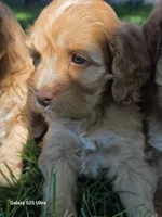 Cider, a male Cockapoo for sale in Chewelah, WA – 2 of 3