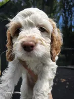 Ruby, a female Cockapoo for sale in Chewelah, WA – 4 of 5