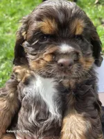 Bear, a male Cocker Spaniel for sale in Chewelah, WA – Photo 2 of 4