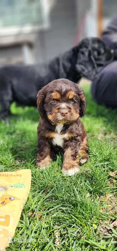 Bear – Cocker Spaniel puppy for sale in Chewelah, WA