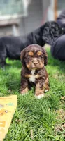 Bear, a male Cocker Spaniel for sale in Chewelah, WA – Photo 1 of 4