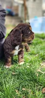 Bear, a male Cocker Spaniel for sale in Chewelah, WA – Photo 4 of 4