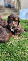 Bear, a male Cocker Spaniel for sale in Chewelah, WA – Photo 3 of 4