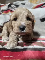 Maple, a female Cockapoo for sale in Chewelah, WA – Photo 2 of 3