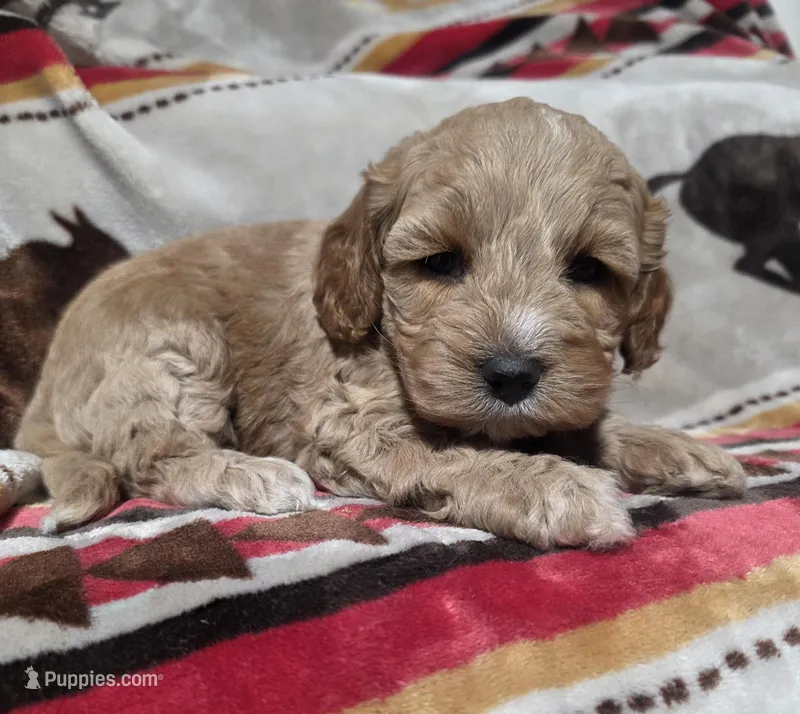 Maple – Cockapoo puppy for sale in Chewelah, WA