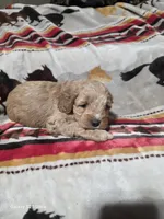 Maple, a female Cockapoo for sale in Chewelah, WA – Photo 3 of 3