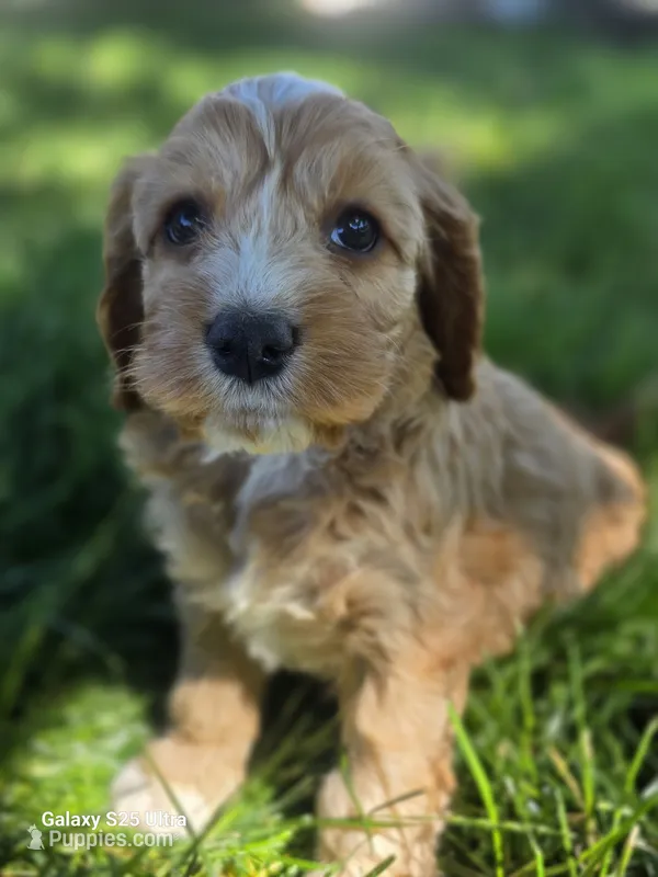 Poppy – Cockapoo puppy for sale in Chewelah, WA