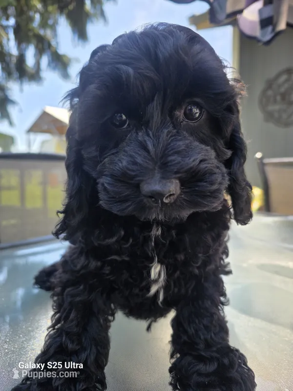 Jelly bean – Cockapoo puppy for sale in Chewelah, WA