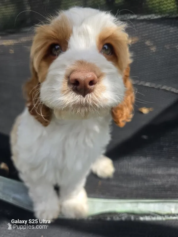 Poppy – Cockapoo puppy for sale in Chewelah, WA