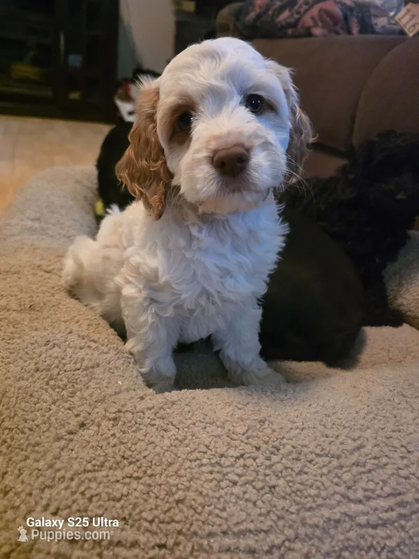 Ruby – Cockapoo puppy on hold in Chewelah, WA