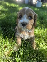 Winnie, a female Cockapoo for sale in Chewelah, WA – 2 of 4